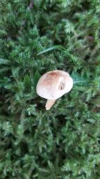 Tricholoma sulphureum