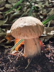 Boletus edulis