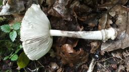 Amanita ceciliae