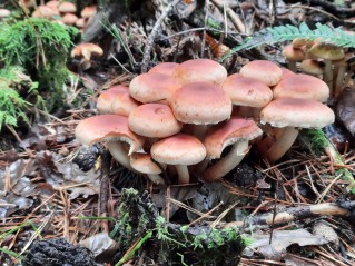 Hypholoma lateritium