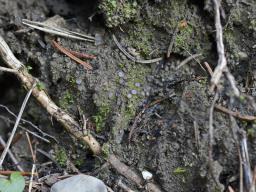 Trichophaea woolhopeia