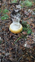 Amanita gemmata