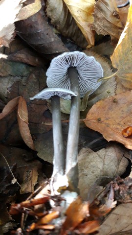 Entoloma