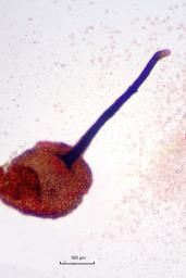 Ophiognomonia setacea