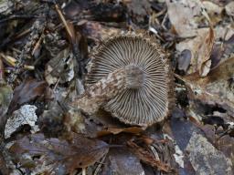 Inocybe hystrix