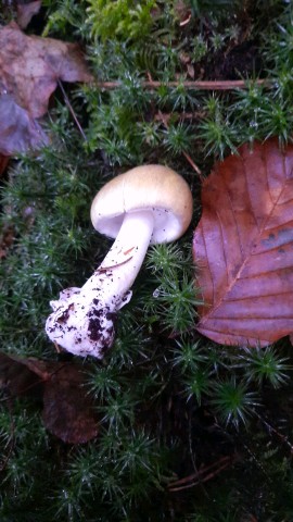 Amanita phalloides