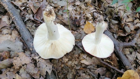 Russula atropurpurea