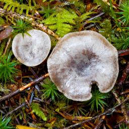 Rhizocybe pruinosa