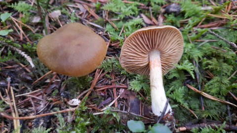 Cortinarius venetus