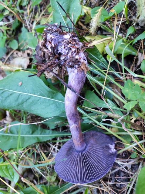 Cortinarius violaceus