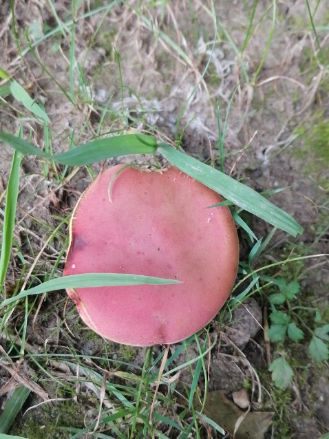 Rheubarbariboletus armeniacus