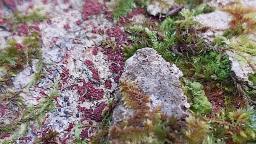 Neonectria coccinea
