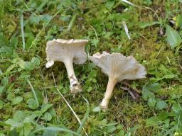 Infundibulicybe costata