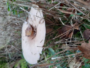 Infundibulicybe geotropa