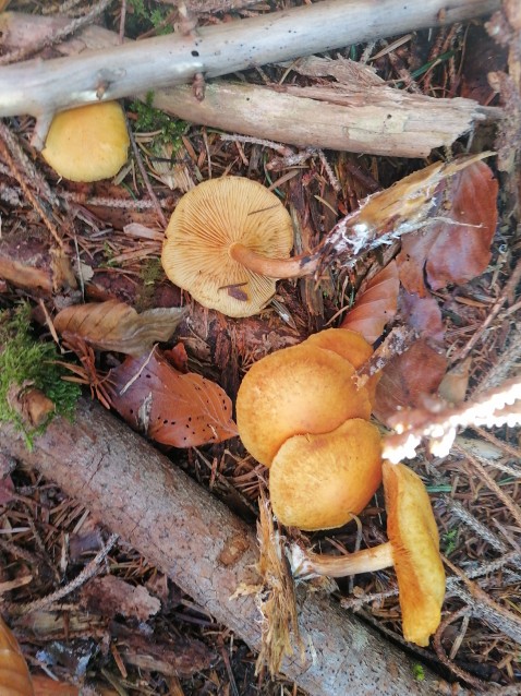 Pholiota astragalina