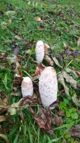 Coprinus comatus