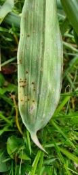 Puccinia phyllostachydis