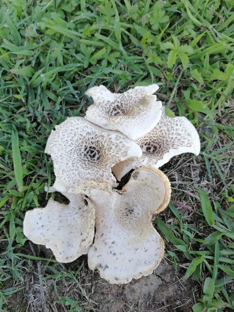 Lentinus tigrinus