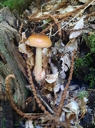 Amanita fulva