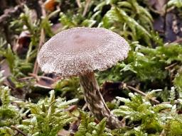 Cortinarius flexipes