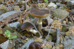 Conocybe aporos