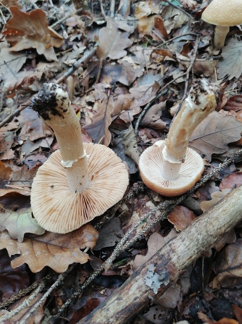 Cortinarius caperatus