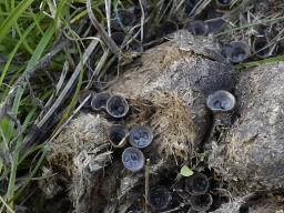 Cyathus stercoreus