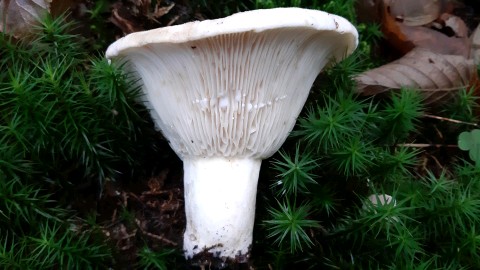 Lactifluus vellereus