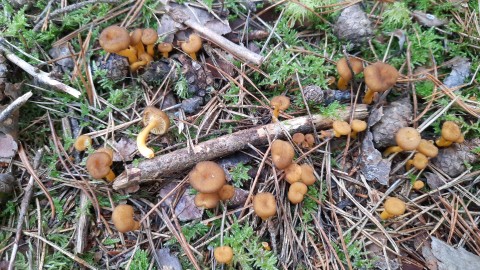 Craterellus tubaeformis