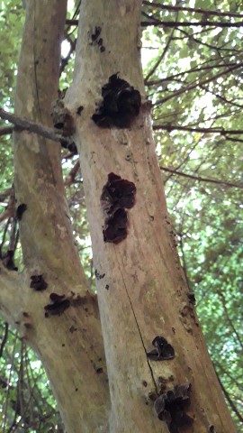 Auricularia auricula-judae