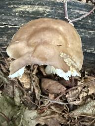 Pluteus cervinus
