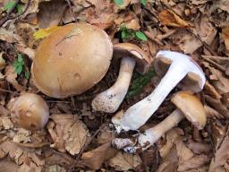 Cortinarius largus