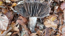 Russula nigricans