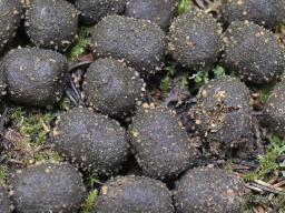 Lasiobolus macrotrichus