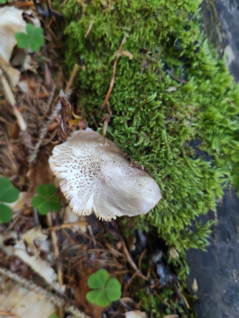 Pluteus petasatus