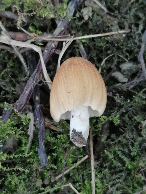 Coprinellus micaceus