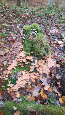 Armillaria borealis