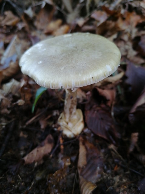 Amanita phalloides