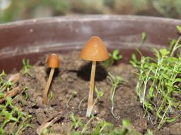 Conocybe siennophylla