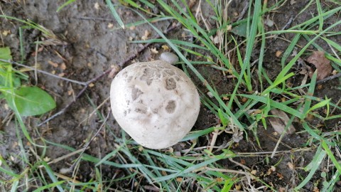 Amanita strobiliformis