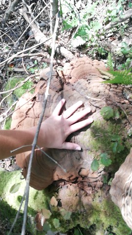 Ganoderma applanatum