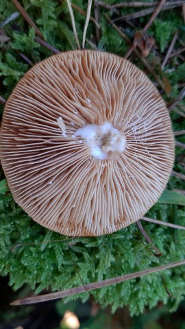 Lactarius acerrimus