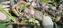 Psathyrella orbitarum