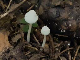 Hemimycena lactea