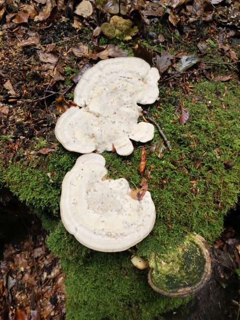 Trametes hirsuta