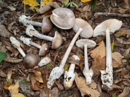 Amanita griseocaerulea