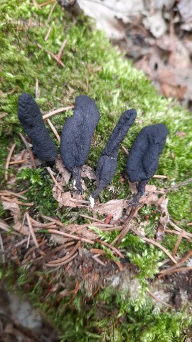 Xylaria polymorpha