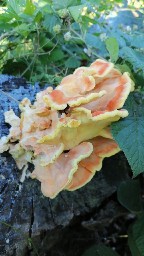 Laetiporus sulphureus