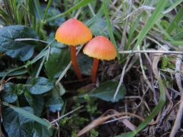 Hygrocybe mucronella