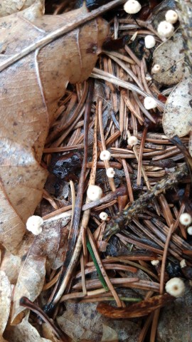 Marasmius bulliardii